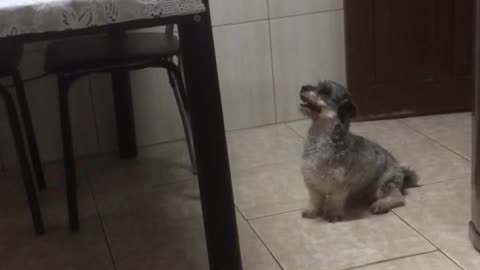 Dog wanting granny’s food