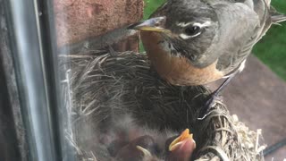 Feeding Time for Three Day Old Robins