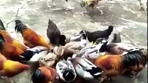 Chicken VS Dog Fight Funny Dog Fight