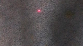 Mini the cat chasing a laser