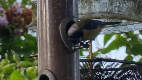 Blue tit feeding from my bird feeders