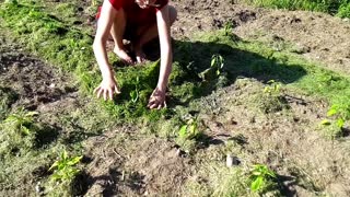 The importance of mulch in the vegetable garden