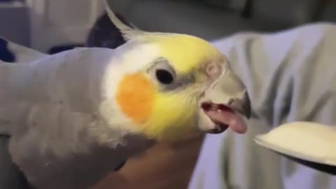 Owner teases cockatiel with promise of food