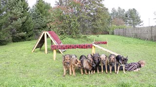 Good Dogs Help Their Human Exercise