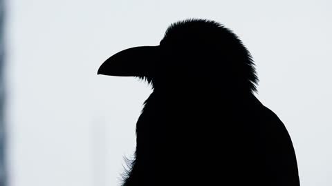 the black Crow