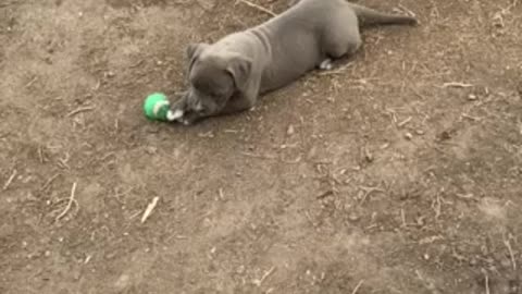 Pitbull puppy : first guy who left the nest