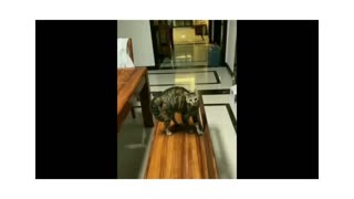 New Funny Animals 😂 Funniest Cats and Dogs Videos 😺🐶