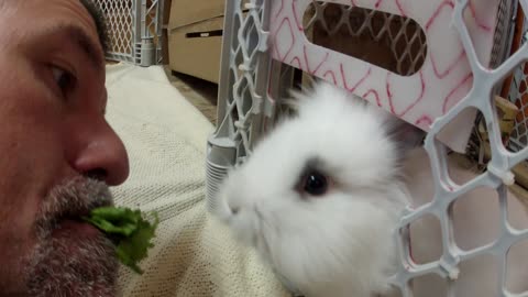 Cute bunny eats from owner's mouth