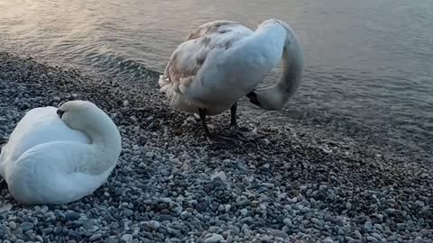 THE ROYAL SWAN in Lake Gard