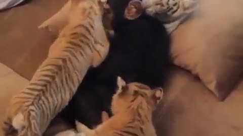 Joven chimpancé juega con cachorros de león