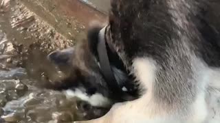 Husky Has a Messy Blast in Mud Puddle