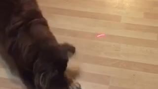 Dog chases laser in circles