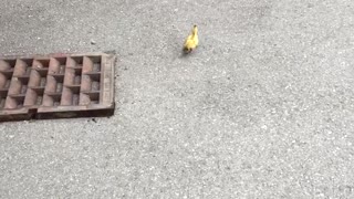 Duckling Rescue