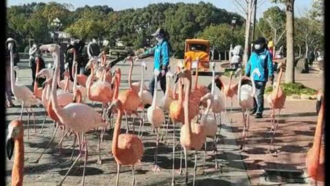 flamingos