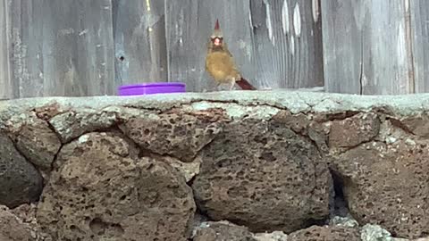 Super Colorful Northern Cardinal Female