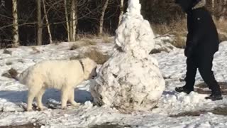 Polish Tatra sheepdog snowman
