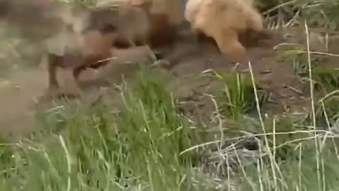 Badger versus fox.