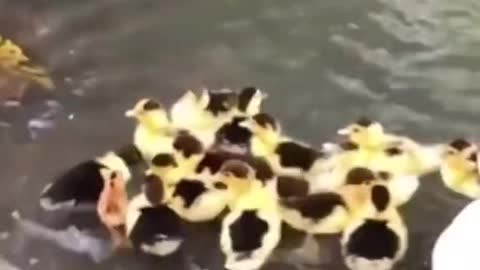 The little chicks are trying to swim
