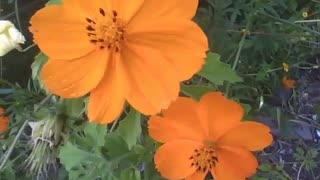 Flor laranja cosmos muito bonita [Nature & Animals]