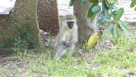 Monkey catching grashoppers