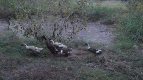 Peaceful Easy Duck Round Up