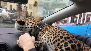 Leopard Takes a Taxi