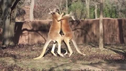 Kangaroos Boxing, Hugging, or Playing Around