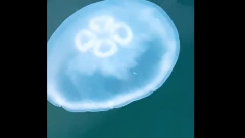 The biggest jellyfish in the sea.