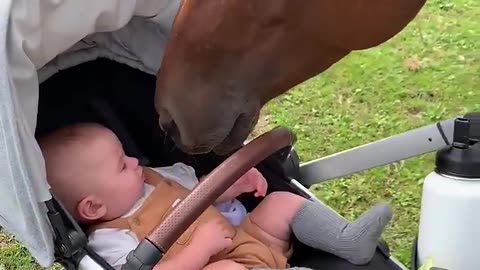 Baby Boy Meets Horse for the First Time -- ViralHog