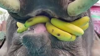 Elephant eat Banana 🍌