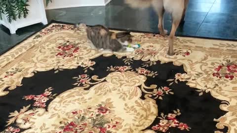 German Shepherd Uses Cat Toy to Play with Cat
