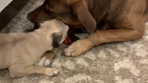 Pug/ Give me my bone back!