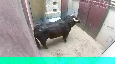 Very angry bull trying to harm his caretaker