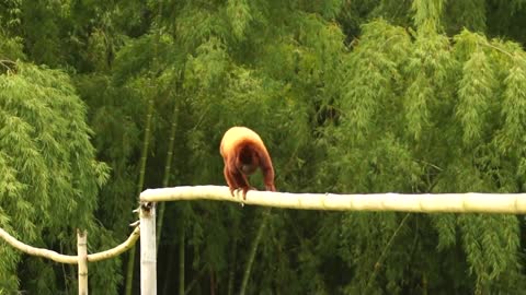 howler monkey eat banana