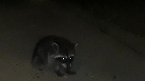 Baby Raccoon Finds a New Home