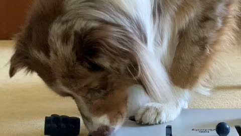 Inteligent dog is way to fast in solving puzzles