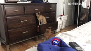 Cat surprises other cat in shelf