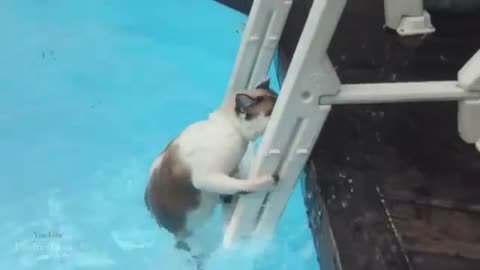 Funny Cats In Water Compilation