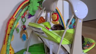 Boxer puppy claims baby swing all to himself