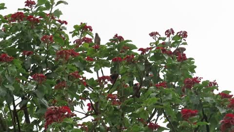 Group of Indian common mynas sitting among the red leaves