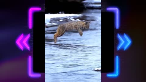 Tiger Pub Jump | Viral Animals Video Clip | Funny Animal