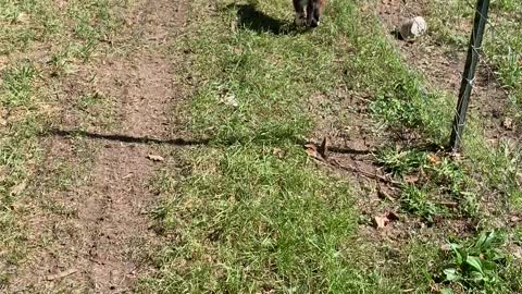 Baby Goats Taking a Morning Walk