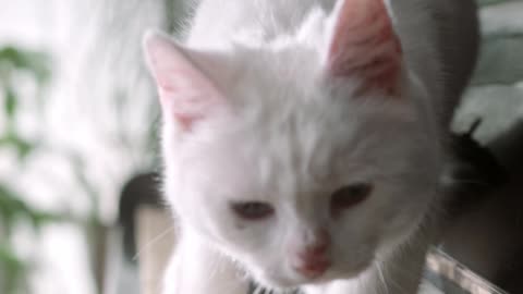 A cat walking over The Piano Keyword