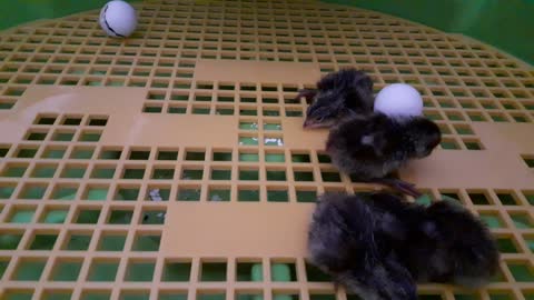 Coturnix Quail Chicks Hatching