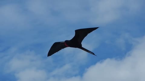 Ecuador_ Frigate bird in flight, Galapagos.