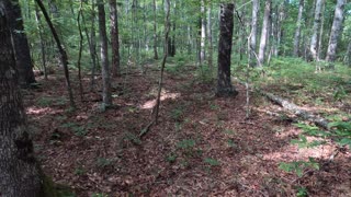 GoPro Walk In The Woods. Graveyard Farm.