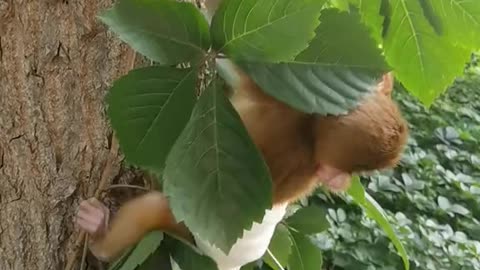 A cute baby monkey is skillfully climbing a tree
