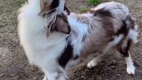 Poor dog can't howl.mp4