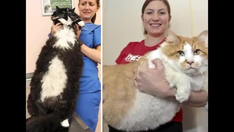 Big cats VERRY BIG