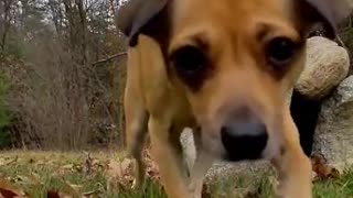 PUPPY SEES THE CAMERA 📸 🐕